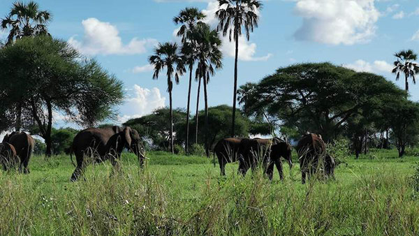 tarangire_162255-1sd