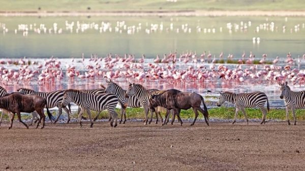 destination-lake-manyara-038-ngorongoro-tanzania-1200x675_Easy-Resize.com